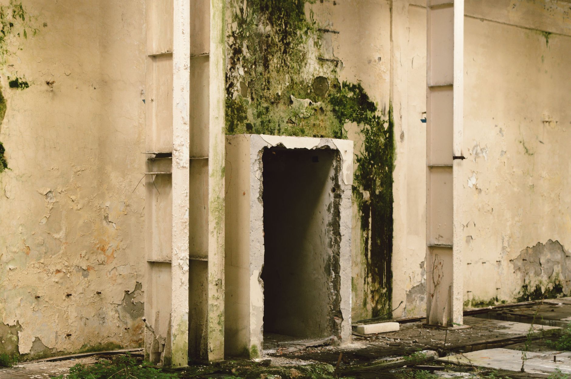 Mold Removal Hero Section West Palm Beach
